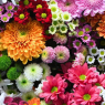 flowshow-banner